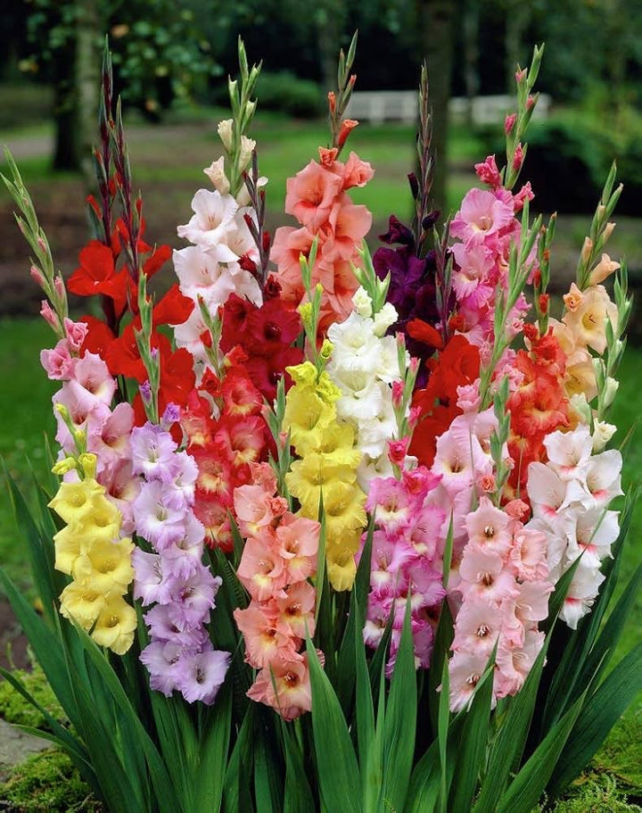 Gladiolus Flowers Seeds – Heirloom, Non-GMO, High Germination Organic Garden Seeds for Planting