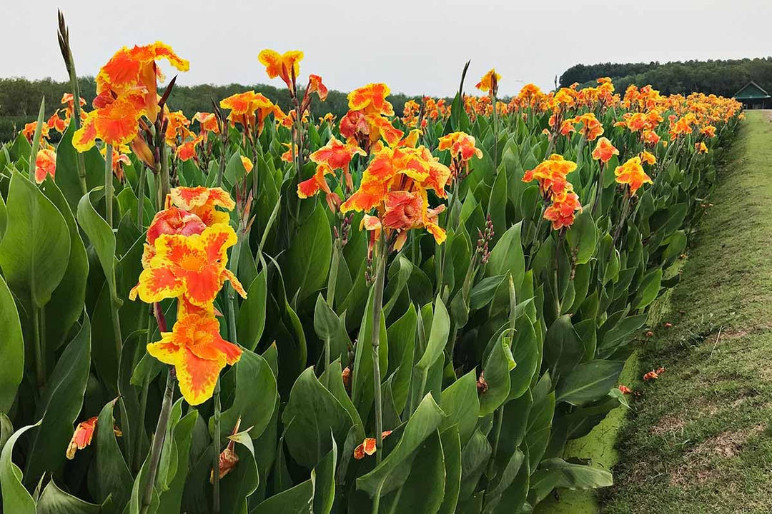 Canna Flower Seeds Yellow – Heirloom, Non-GMO, High Germination Organic Garden Seeds for Planting