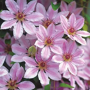 clematis nelly flower seeds