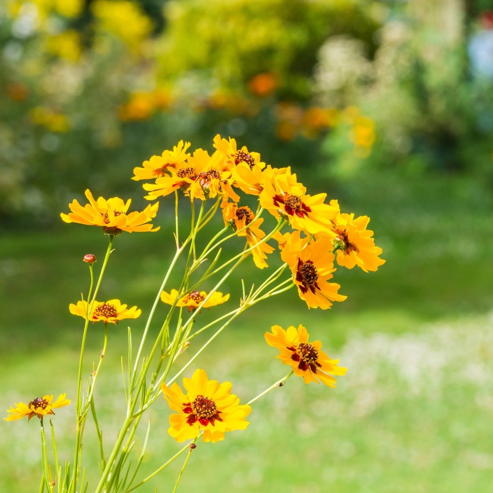 coreopsis high flower seeds