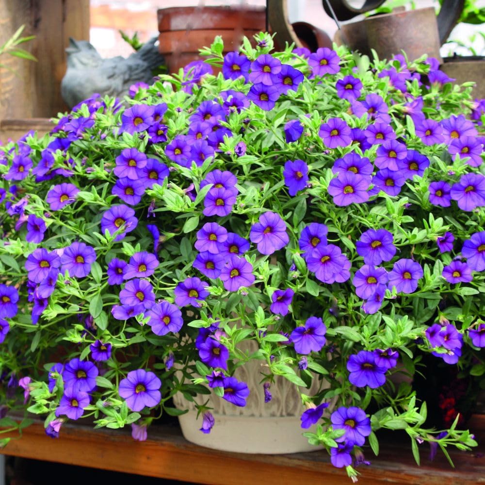 Violet Calibrachoa Flower Seeds – Heirloom, Non-GMO, High Germination, Organic Garden Seeds