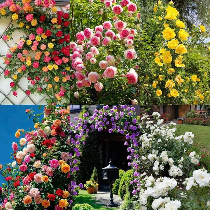 Mixed Florida Rose Flower Seeds – Heirloom Non-GMO High Germination Seeds
