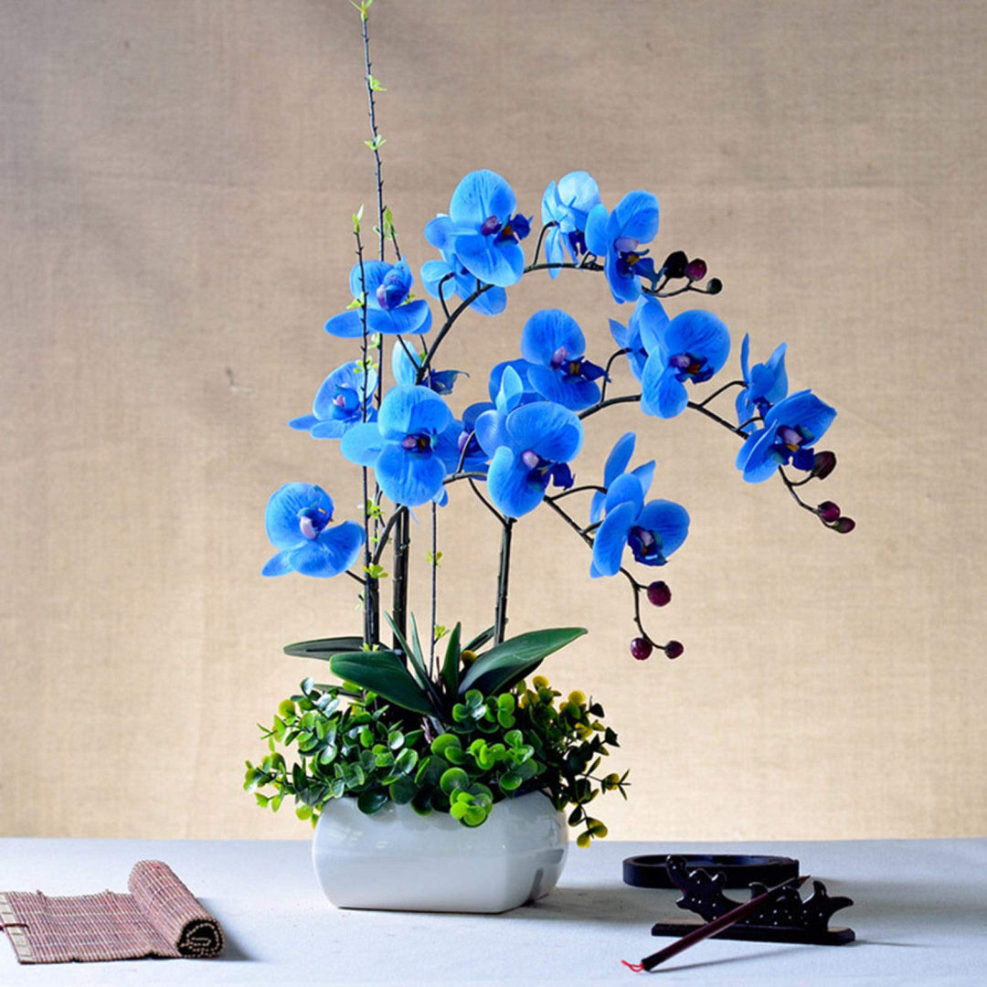 blue orchid flower seeds