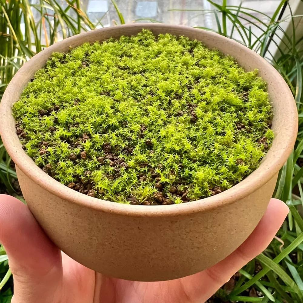 Green Moss herb seeds