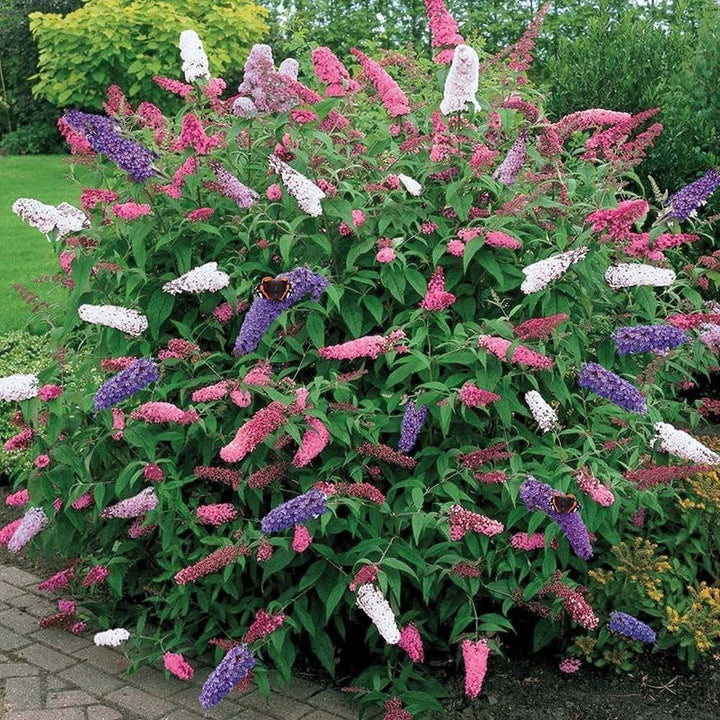 Semillas de flor de Buddleia mixtas – Heirloom, no OGM, semillas de alta germinación
