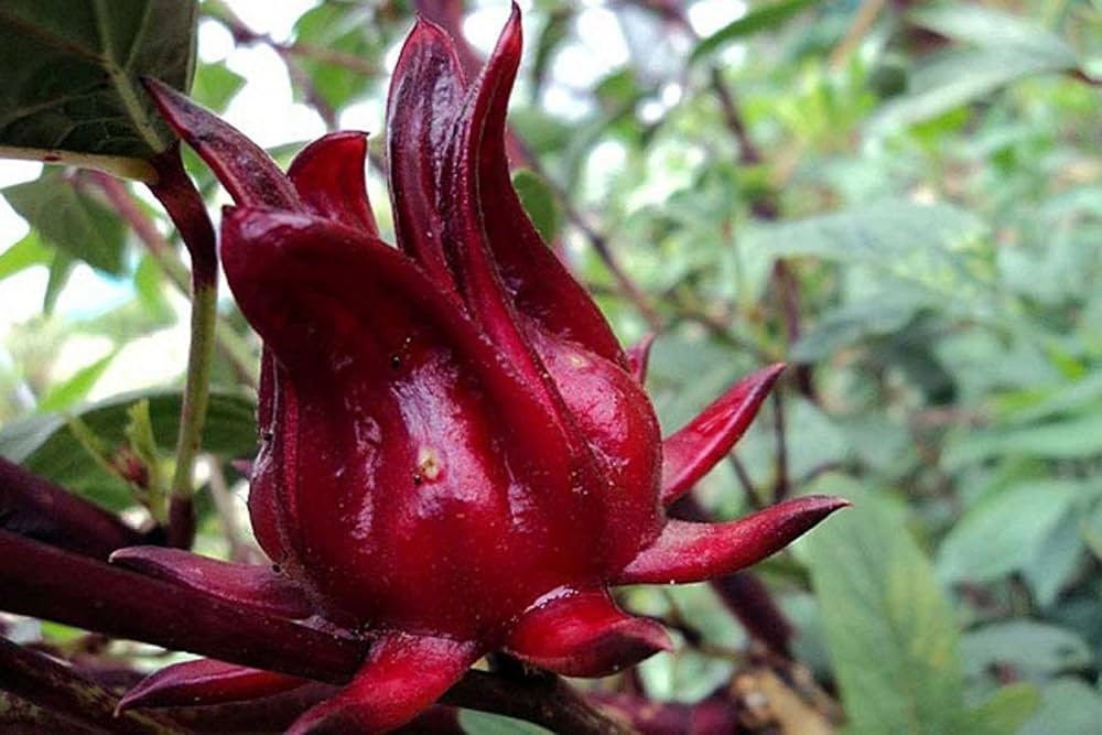 roselle hibiscus flower seeds