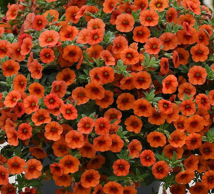 Semillas de flores de petunia naranja – Semillas de jardín orgánicas, reliquia, sin OMG, de alta germinación para plantar