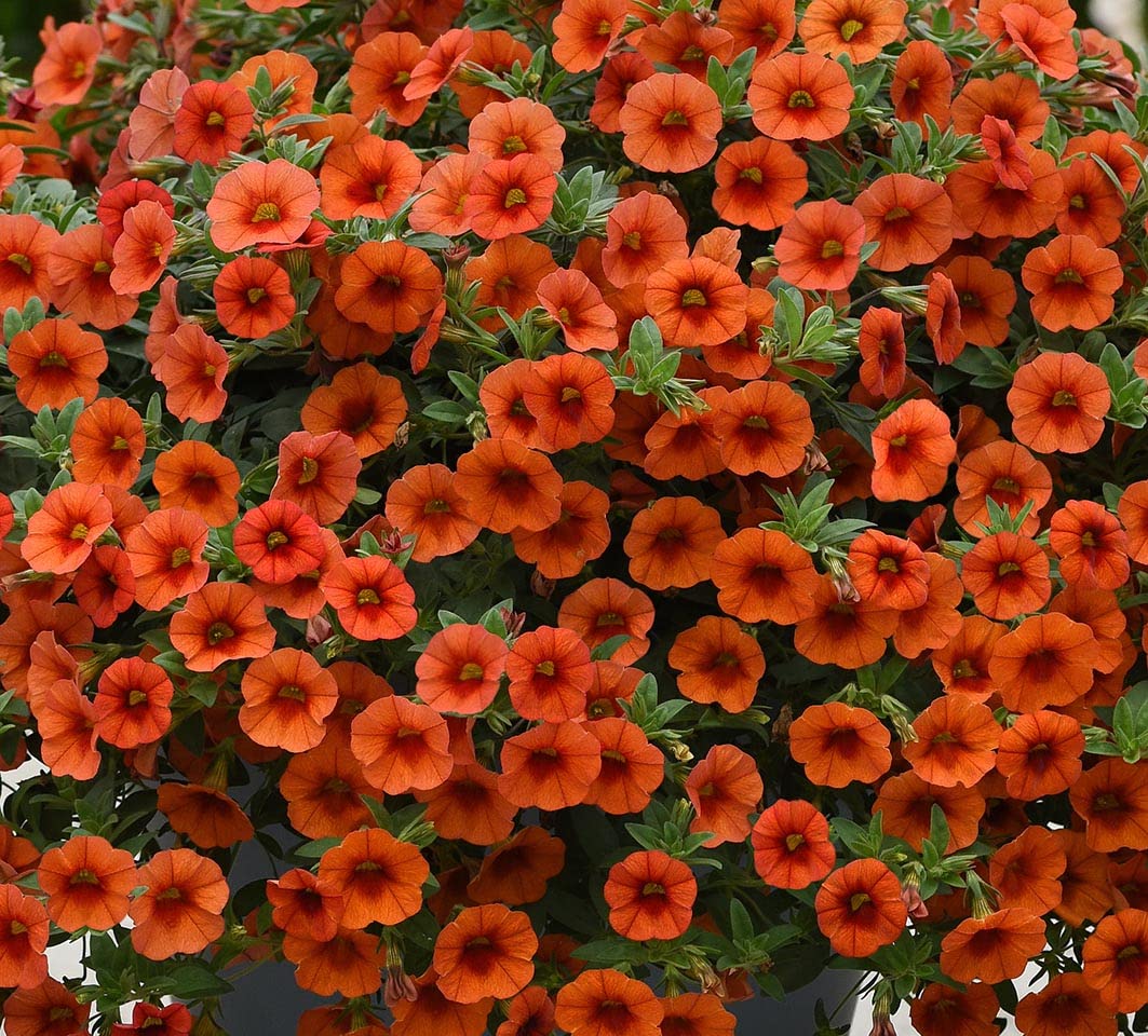 Giant Petunia Flower Seeds Orange – Heirloom, Non-GMO, High Germination Seeds