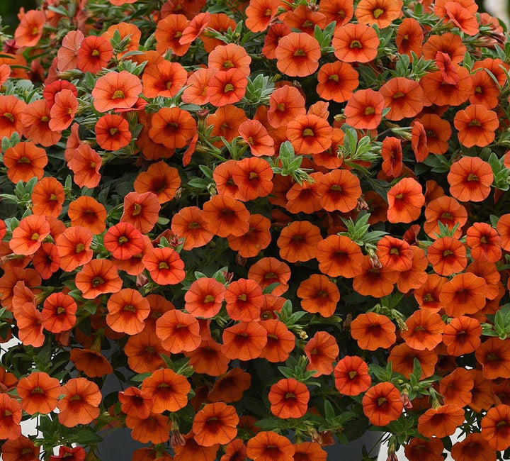 Giant Petunia Flower Seeds Orange – Heirloom, Non-GMO, High Germination Seeds