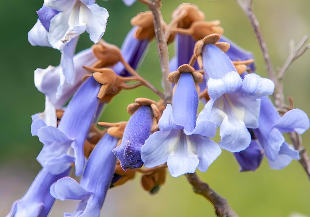 Light Purple Paulownia Tomentosa Flower Seeds – Heirloom, Non-GMO Seeds