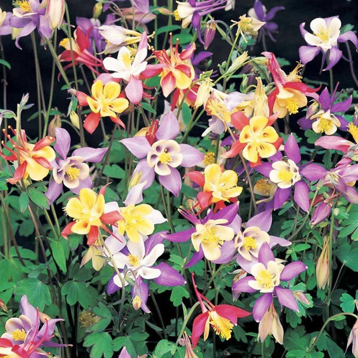 Columbine Makhana Flower Seeds Mixed for Planting – Heirloom Non-GMO Organic Seeds