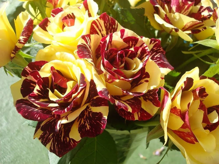 Maroon Yellow Rose Flower Seeds – Heirloom Non-GMO High Germination Seeds