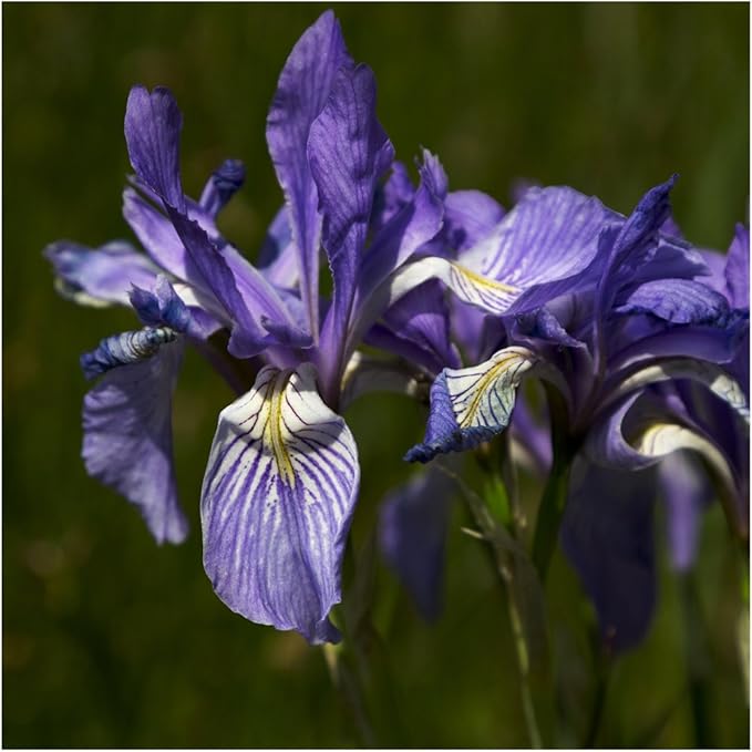 iris iris flower seeds