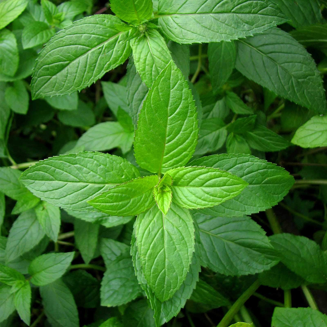 Apple Mint herb seeds