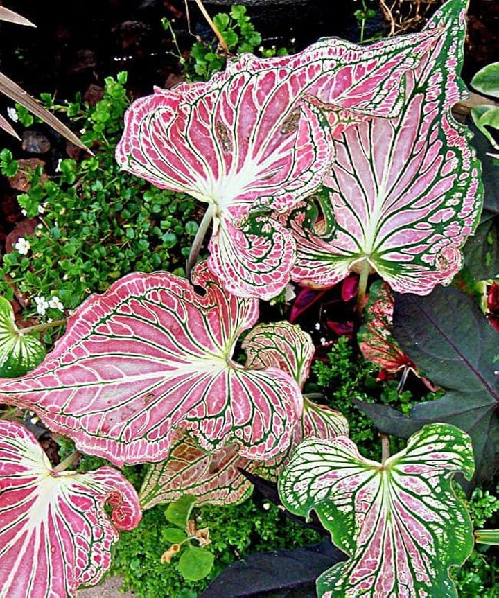 Thailand Caladium Flower Seeds – Heirloom, Non-GMO, High Germination Organic Garden Seeds for Planting