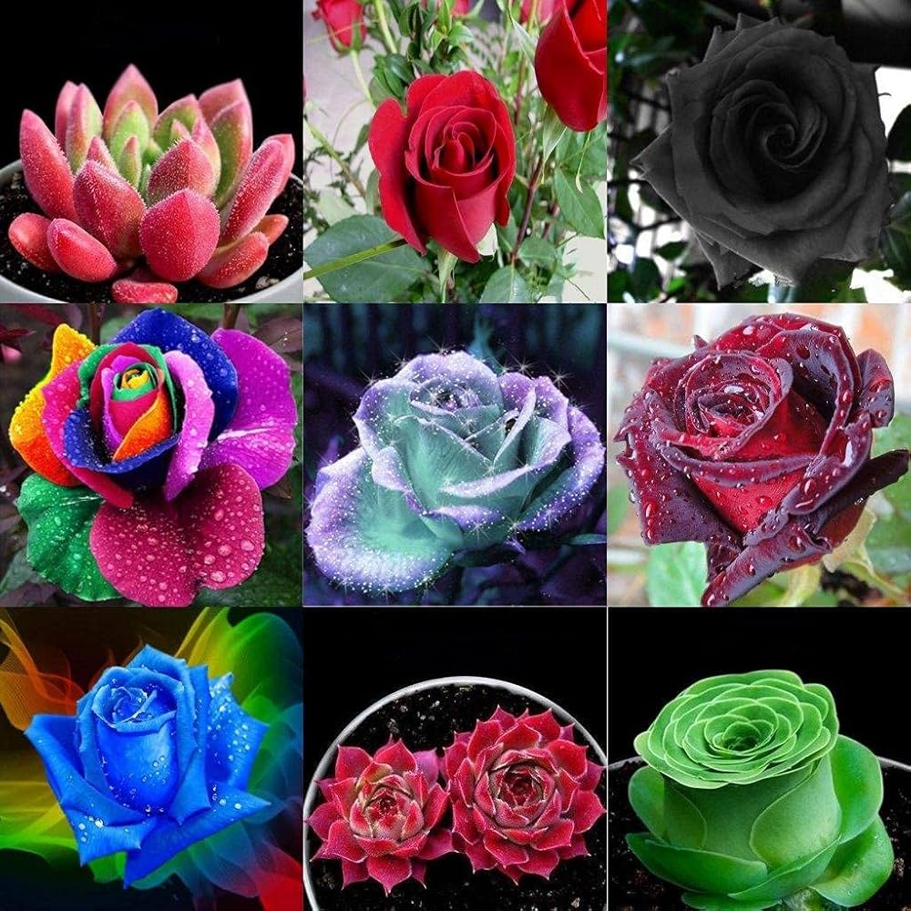 rose flower flower seeds