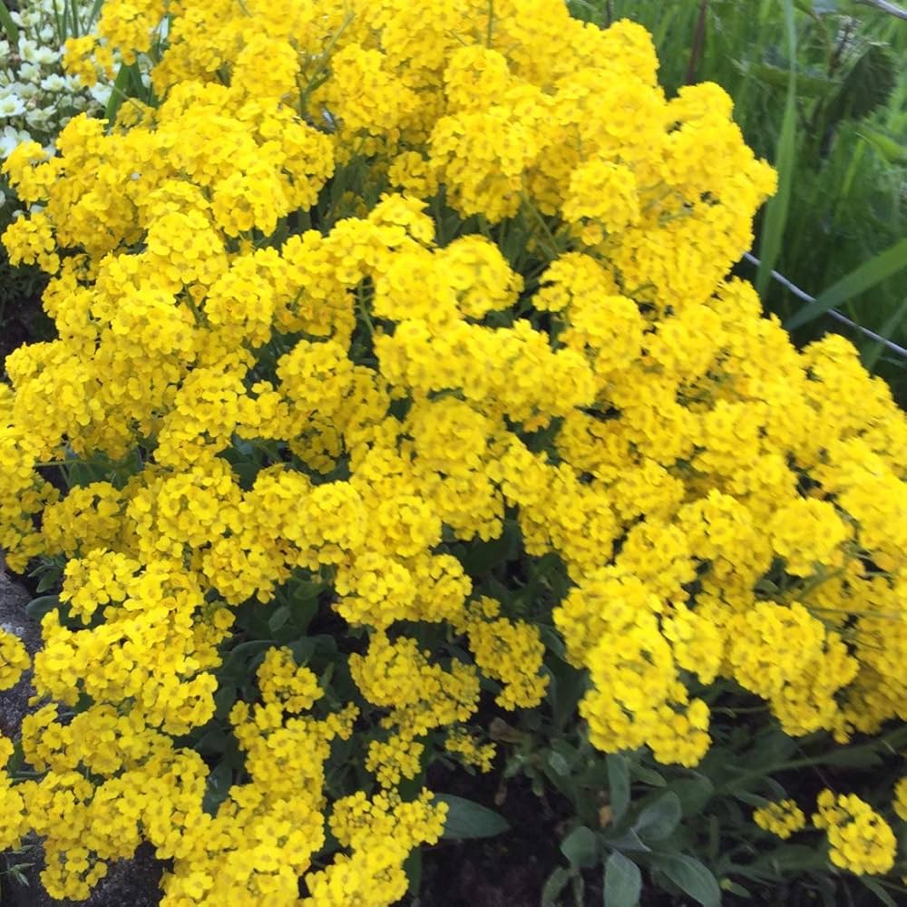 alyssum basket flower seeds