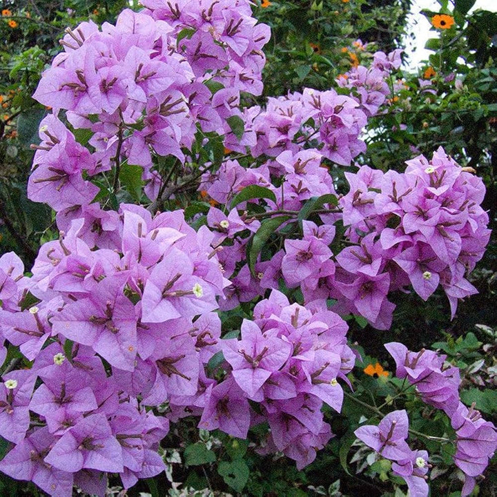 Light Purple Bougainvillea Flower Seeds Heirloom Non-GMO High Germination Organic Garden Seeds for Planting