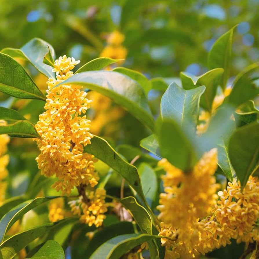 osmanthus flower flower seeds