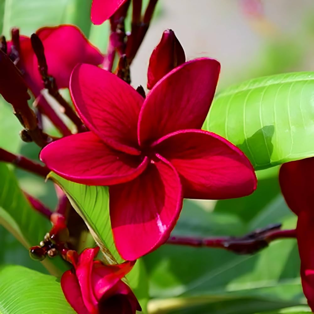 Giant Plumeria Flower Seeds Red Heirloom Non-GMO High Germination Organic Garden Seeds for Planting