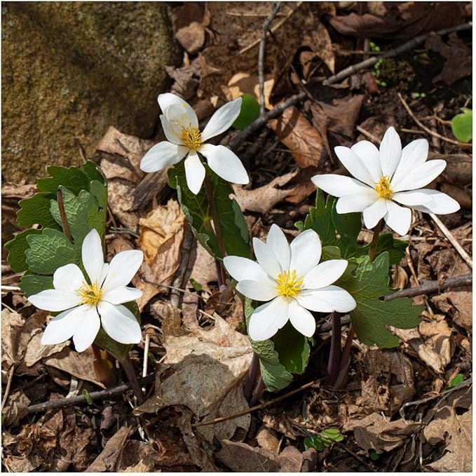 bloodroot wildflower flower seeds