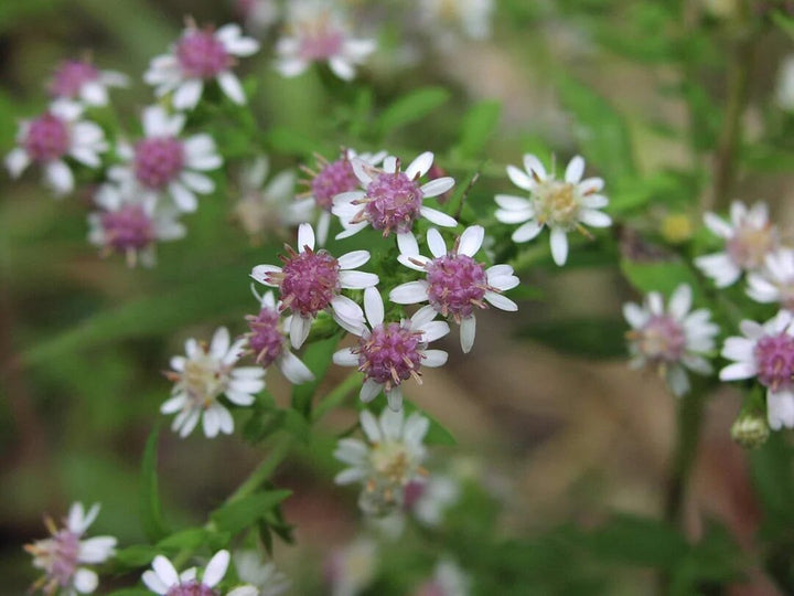 Lateriflorus Flower Seeds – Heirloom, Non-GMO, High Germination Seeds
