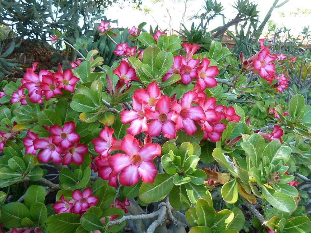 mixed desert flower seeds