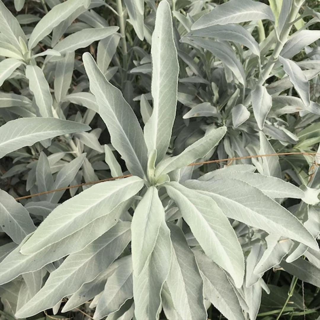 white california flower seeds
