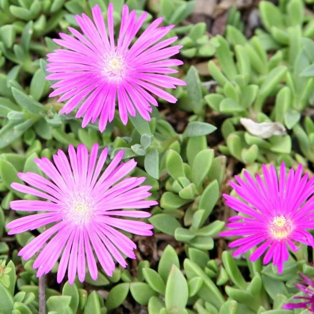 purple sorbet flower seeds