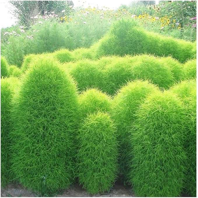 Broomsedge Ornamental herb seeds