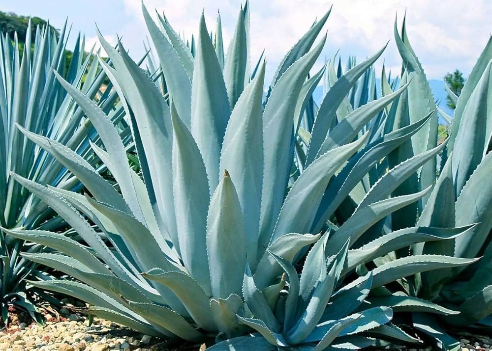 Agave Agave herb seeds