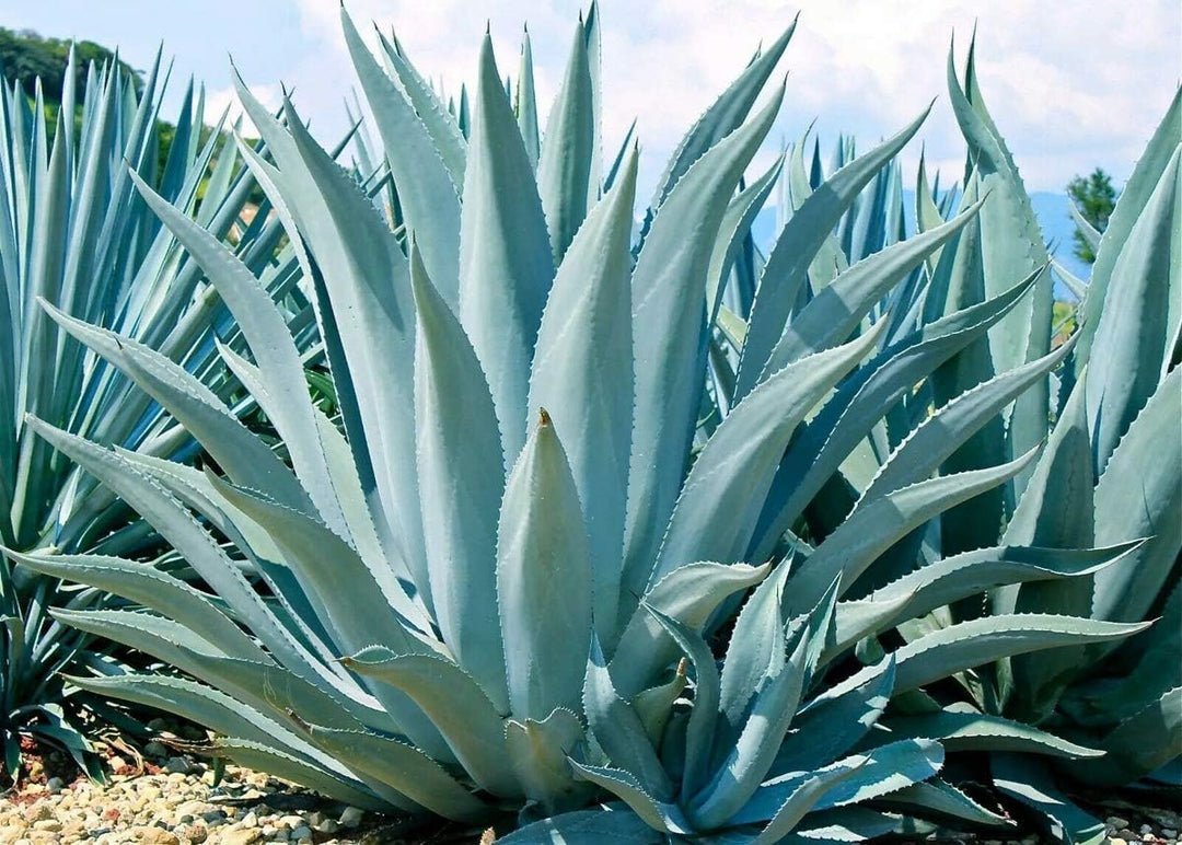 Mixed Agave herb seeds