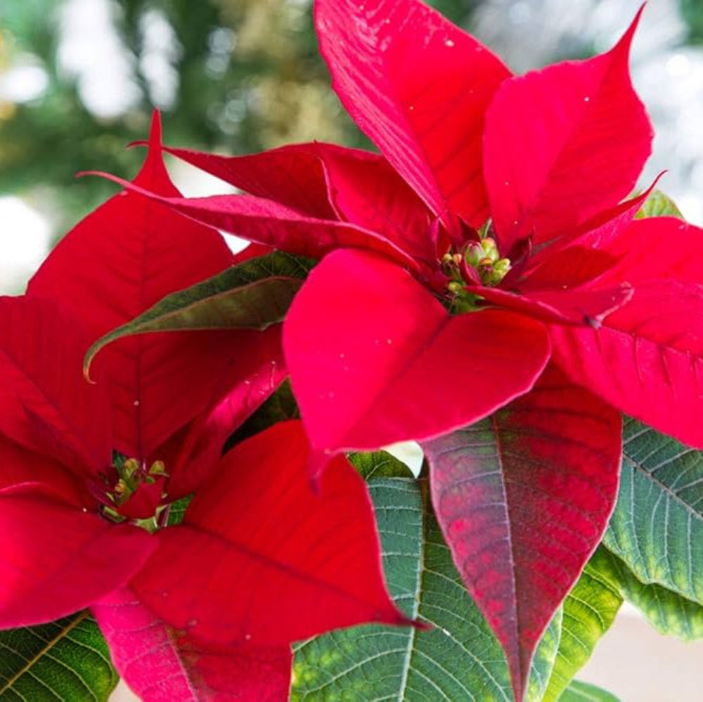 poinsettia top flower seeds