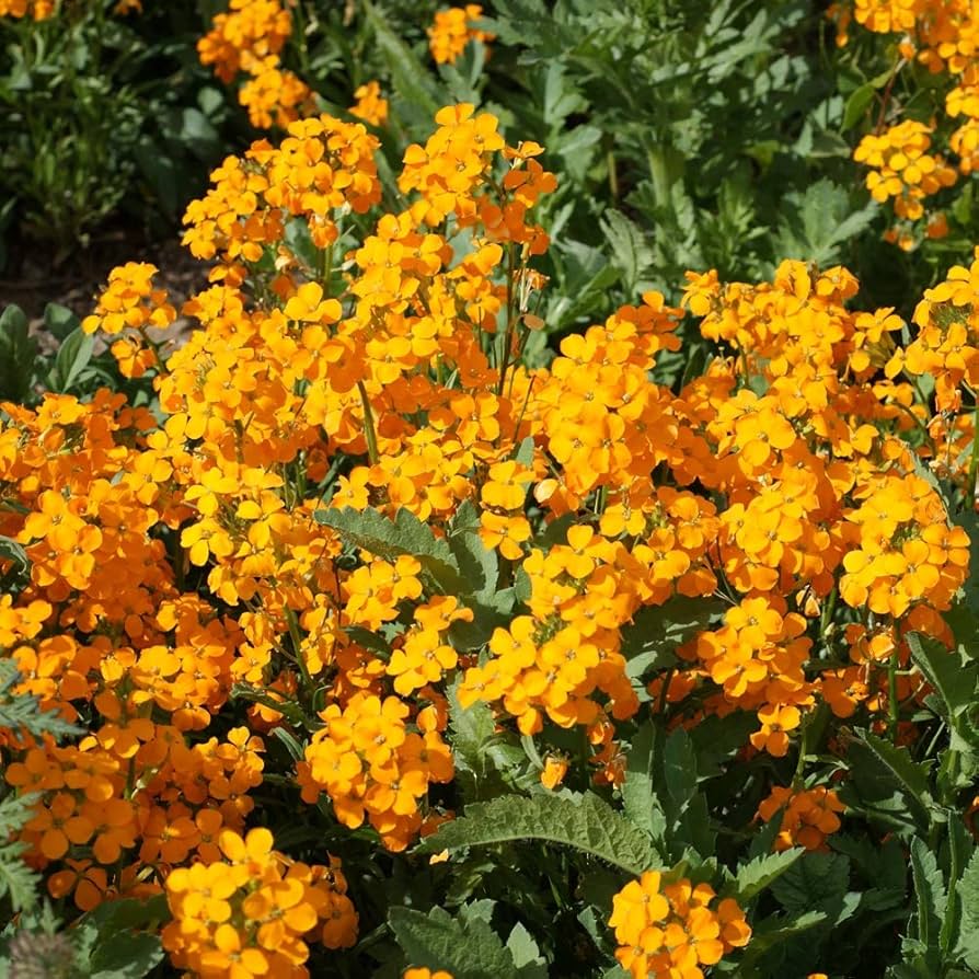 siberian wallflower flower seeds