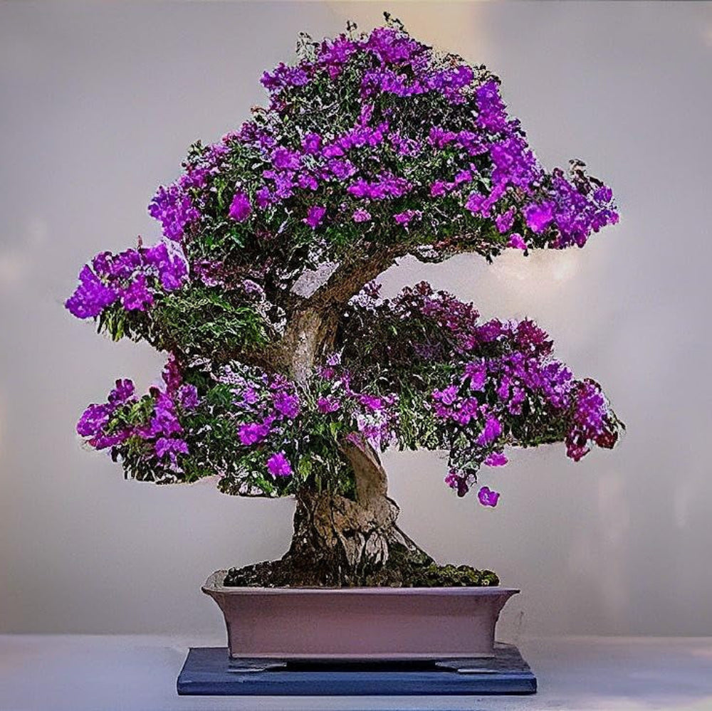 tarassaco bonsai flower seeds
