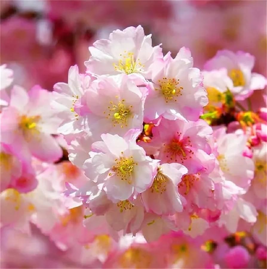 usa heirloom flower seeds