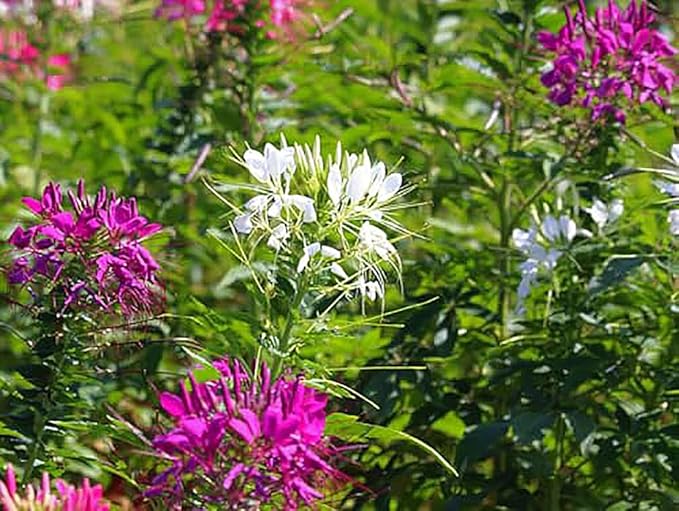 cleome spider flower seeds