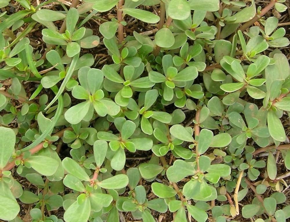 Green Purslane Flower Seeds – Heirloom, Non-GMO, High Germination Seeds