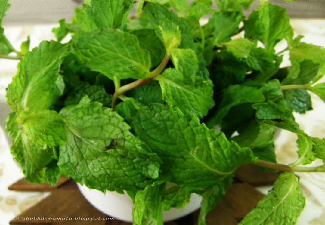 Green Spearmint herb seeds