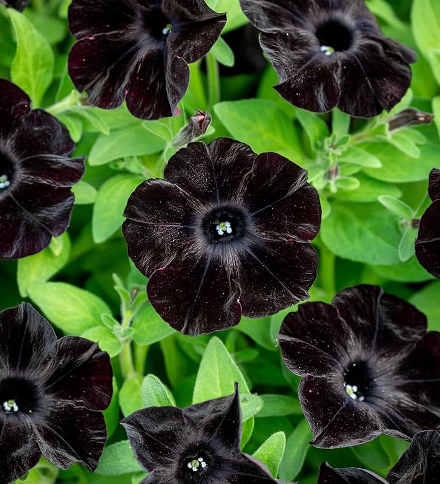 petunia bonsai flower seeds
