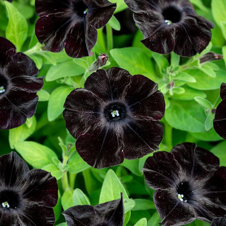 Calibrachoa Flower Seeds Black – Heirloom, Non-GMO, High Germination Organic Garden Seeds