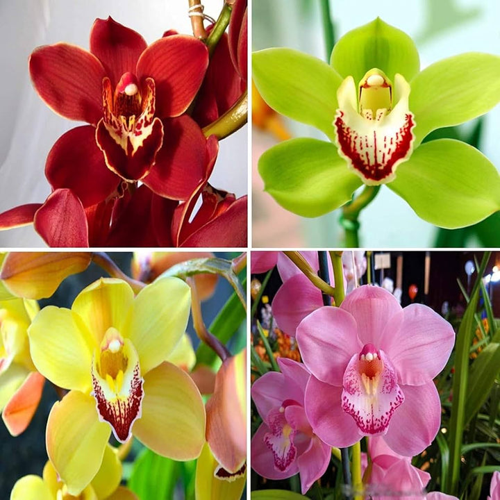 Cymbidium Orchid Flower Seeds Mixed – Heirloom Non-GMO High Germination