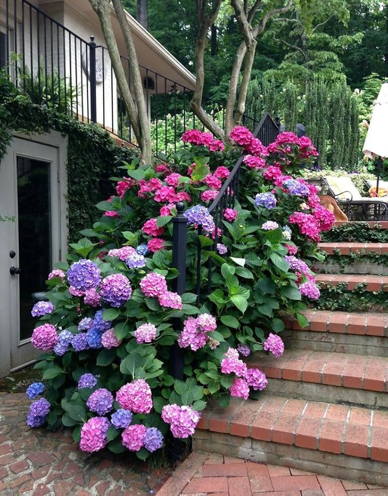 hydrangea hydrangea flower seeds