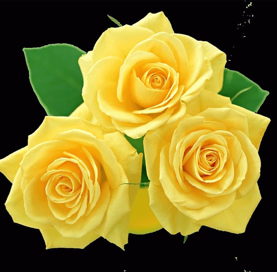 yellow earth flower seeds