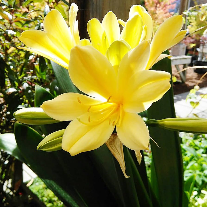 Clivia Flower Seeds for Planting