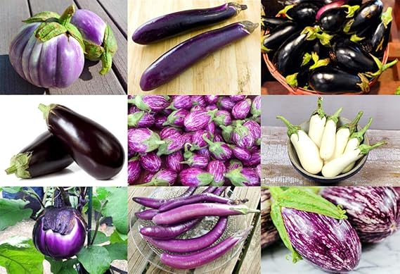 eggplant solanum flower seeds