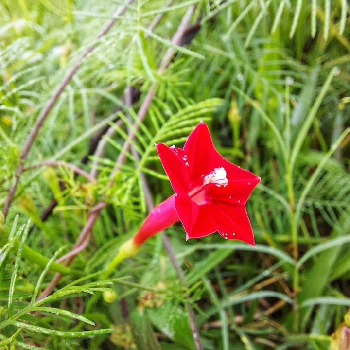 Eccremocarpus Flower Seeds Red – Heirloom Non-GMO High Germination Seeds