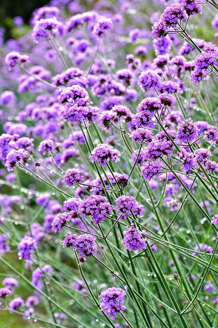 Lavender Verbena Flower Seeds – Heirloom, Non-GMO, High Germination Seeds