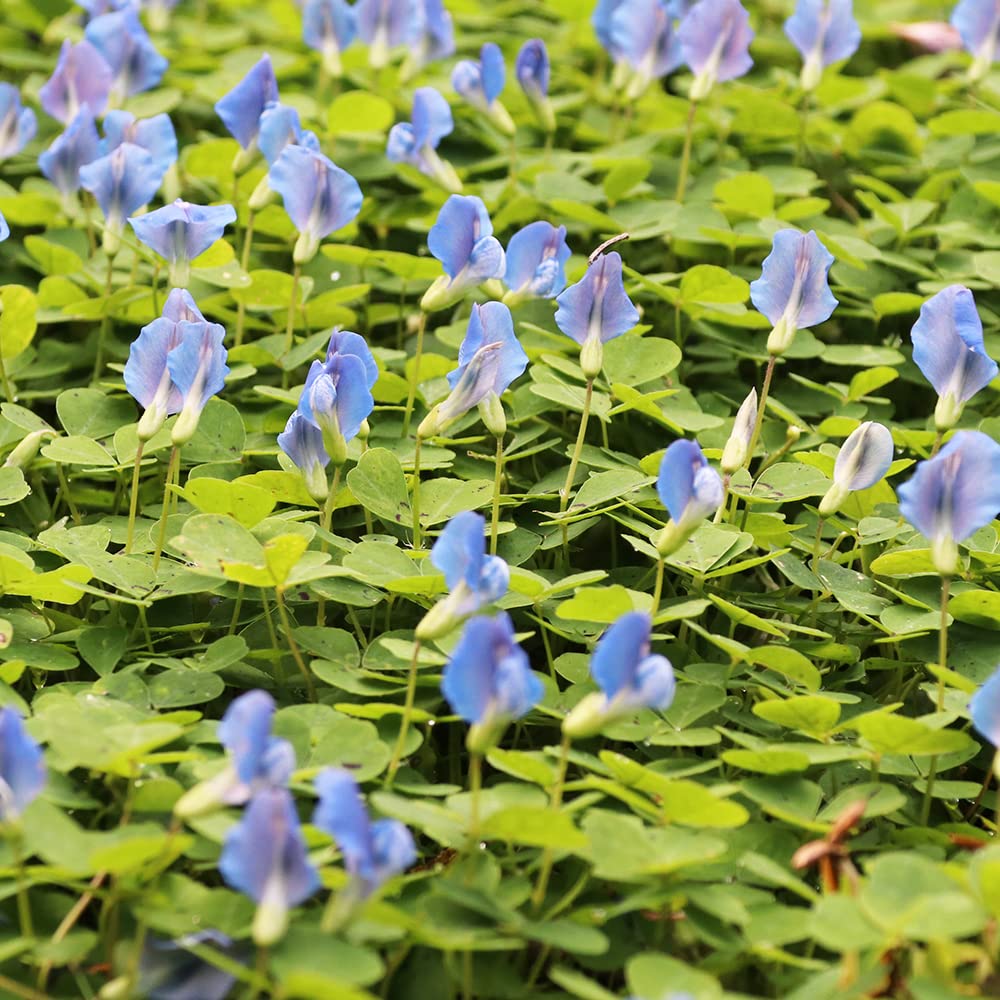 Blue Sky herb seeds