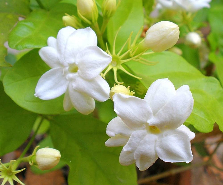 White Jasmine Flower Seeds – Heirloom, Non-GMO, High Germination Seeds